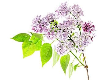 平台冒险游戏《萝丝与洛克》现已推出试玩Demo